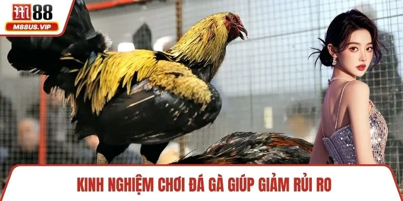 Kinh nghiệm chơi đá gà giúp giảm rủi ro